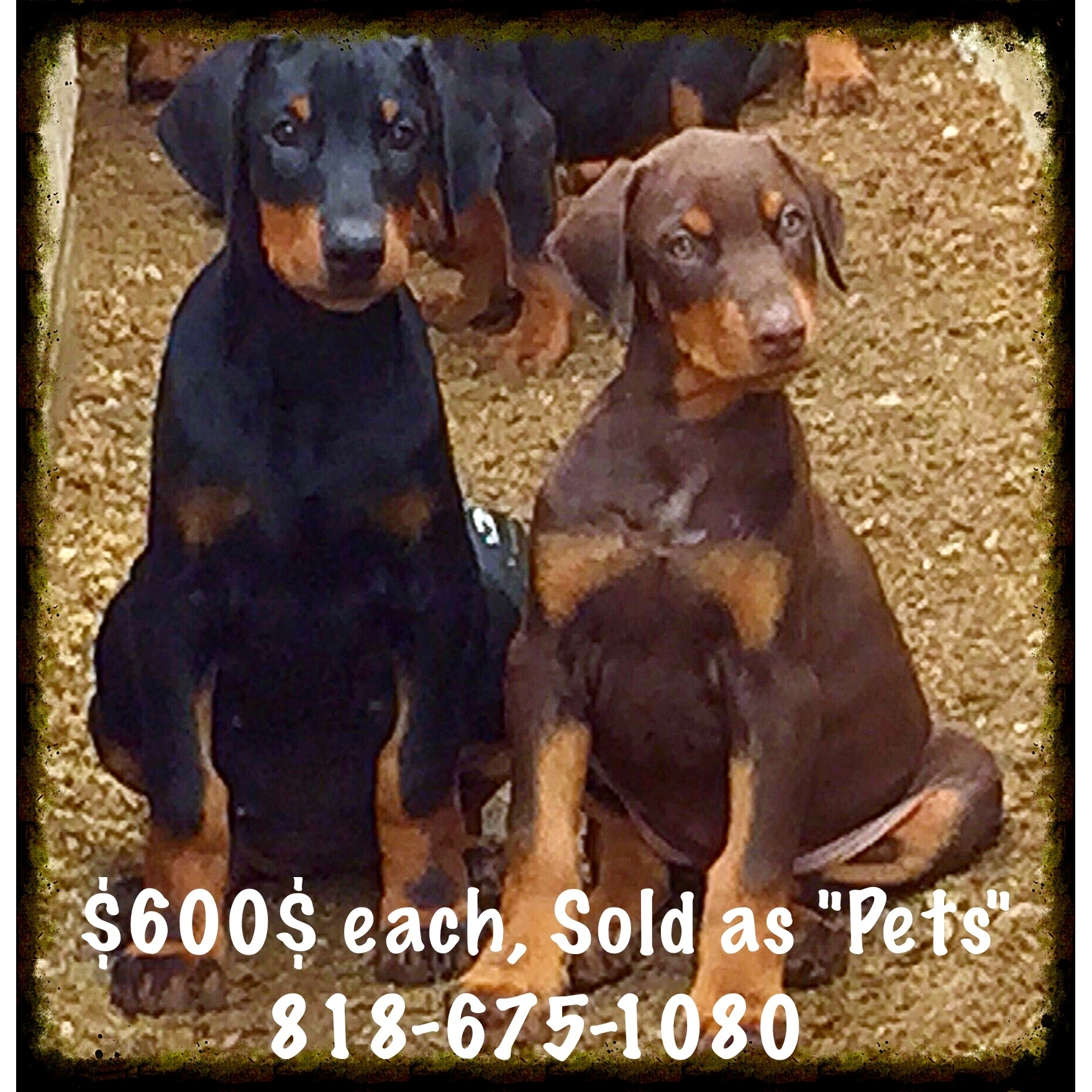 Doberman Pinscher Puppies for Sale