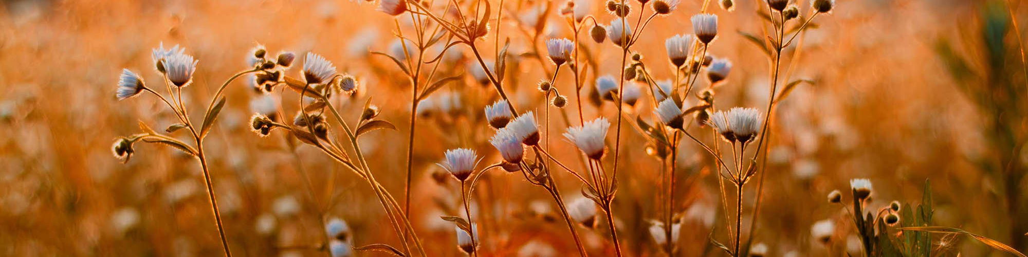 Bestattungshaus Schröder Inh. Lilian Meiner, Breite Straße 8 in Bergen (Dumme)