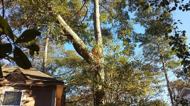 Images TNT Tree Service