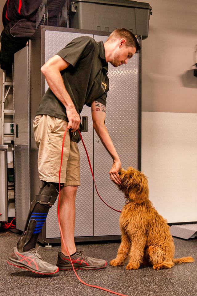 labradoodle dog training