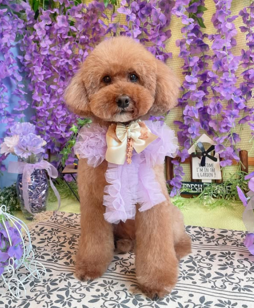 Images dog salon buku2