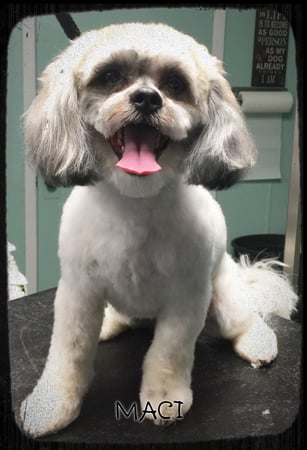 Images 4 Pawz Mobile Spa