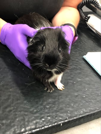 Images VCA Devotion Animal Hospital