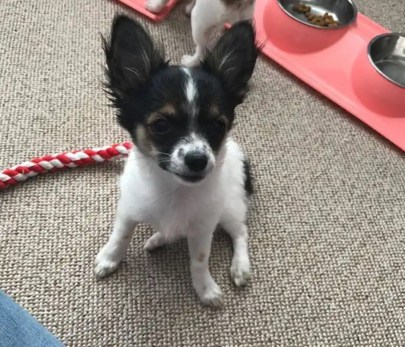 Images Mack's Pet Care