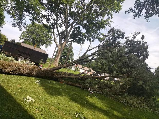 Images Ramirez's Tree Service