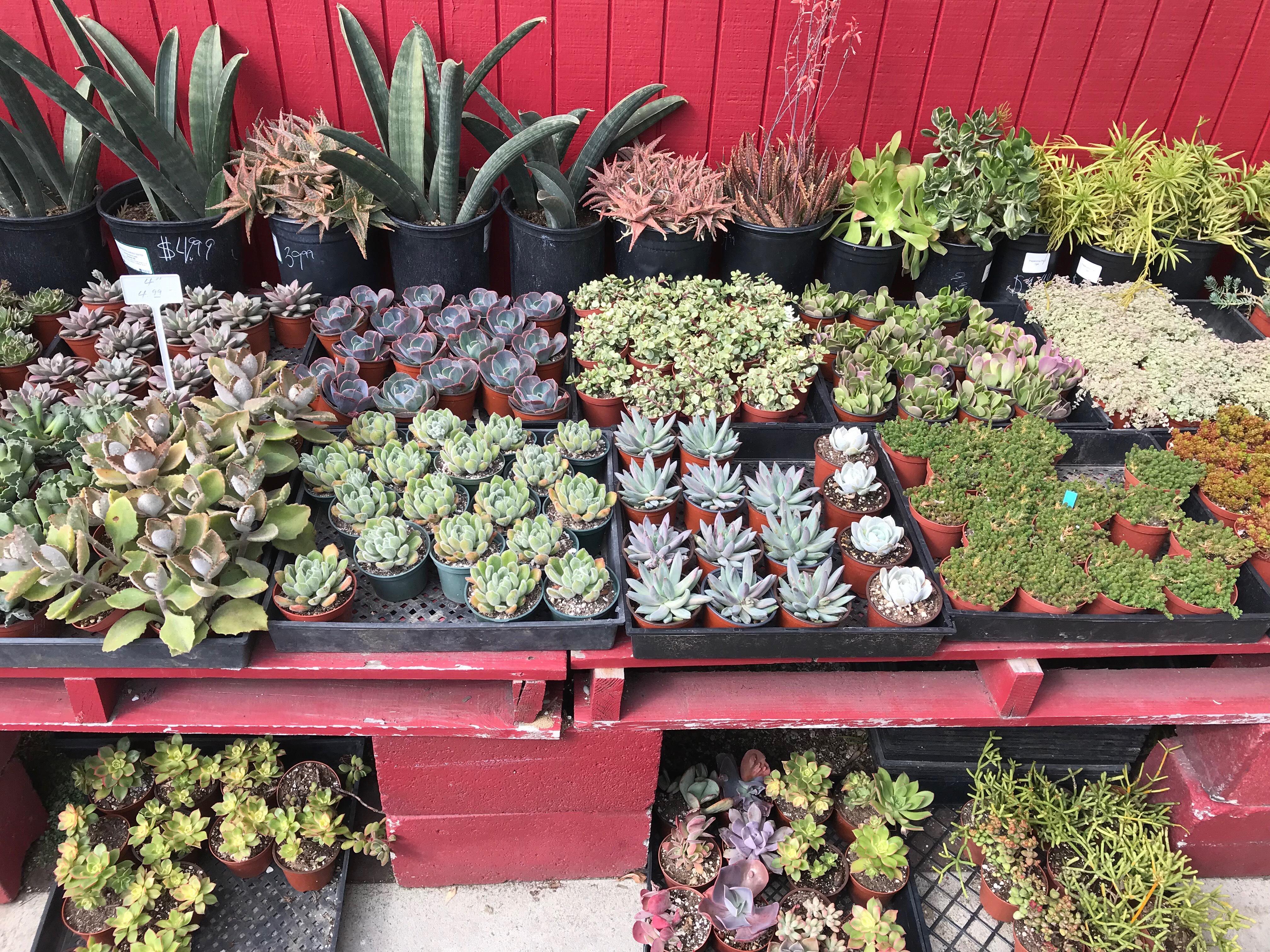 Great selection of succulents.