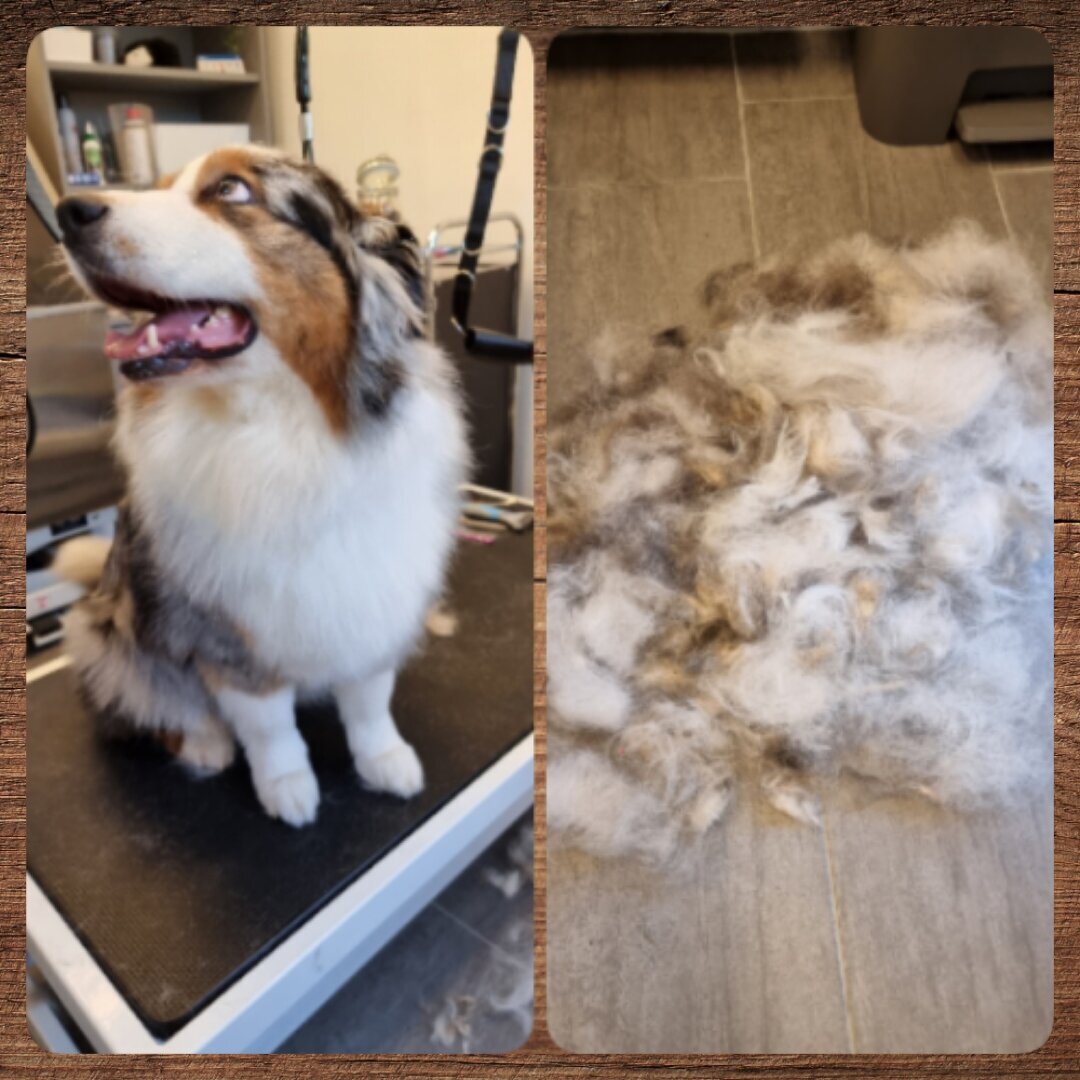 Mellys Hundesalon, Böwerweg 14 in Wittbek