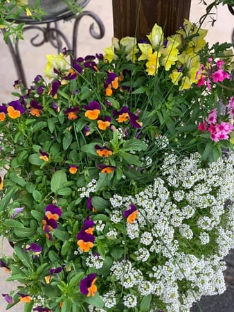 Images S & H Nursery