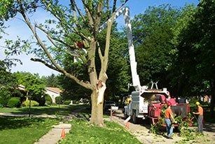 Images Clapper Crane & Tree Services Inc