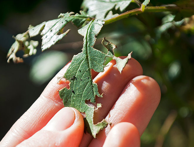 Images Newbury Park Tree Service