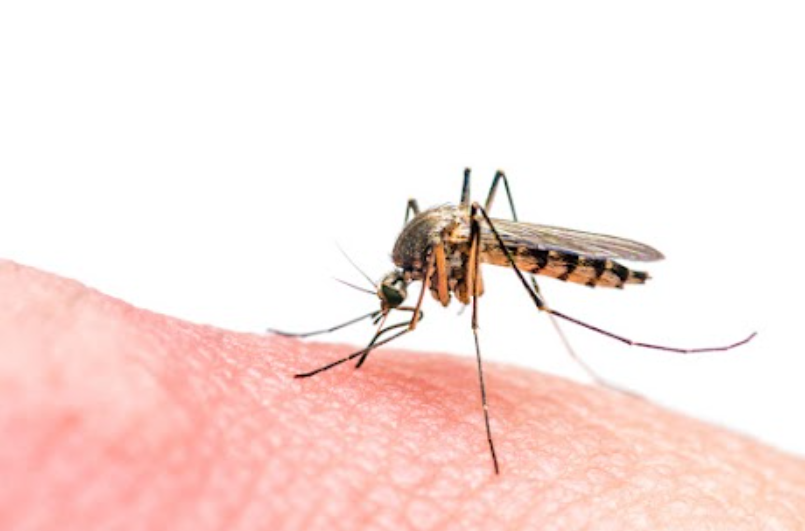 The temperatures have warmed up. That means Mosquito Season is here! To help our customers in communities like Mason, Ohio, we formed the Mosquito Patrol in 2019. It's a dedicated team that focuses on eliminating and preventing this pest. Are you beginning to see mosquitos at your home? Call us today to schedule an appointment.