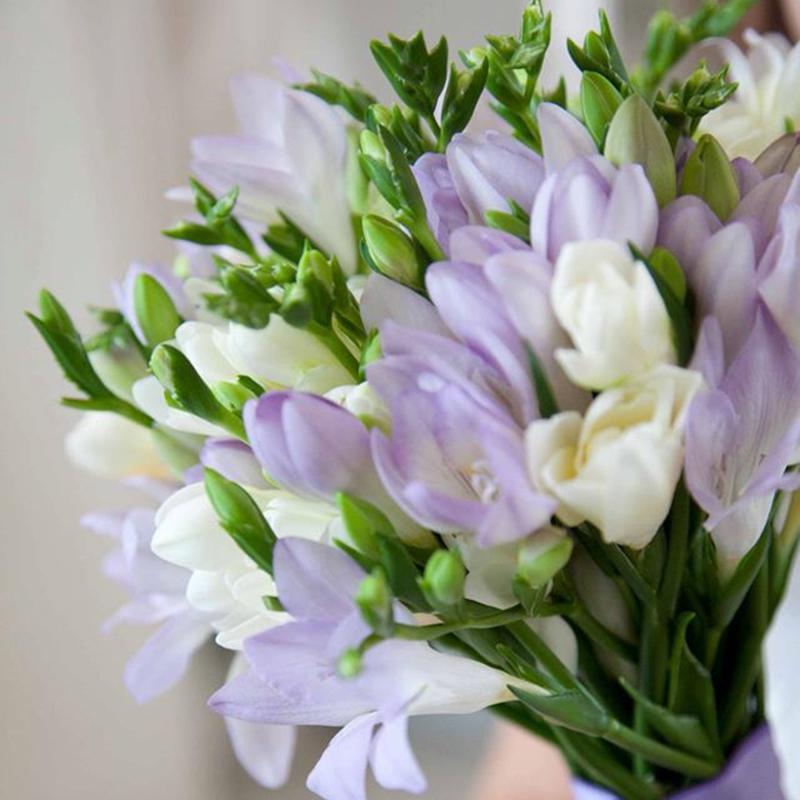 Images Il Borgo in Fiore