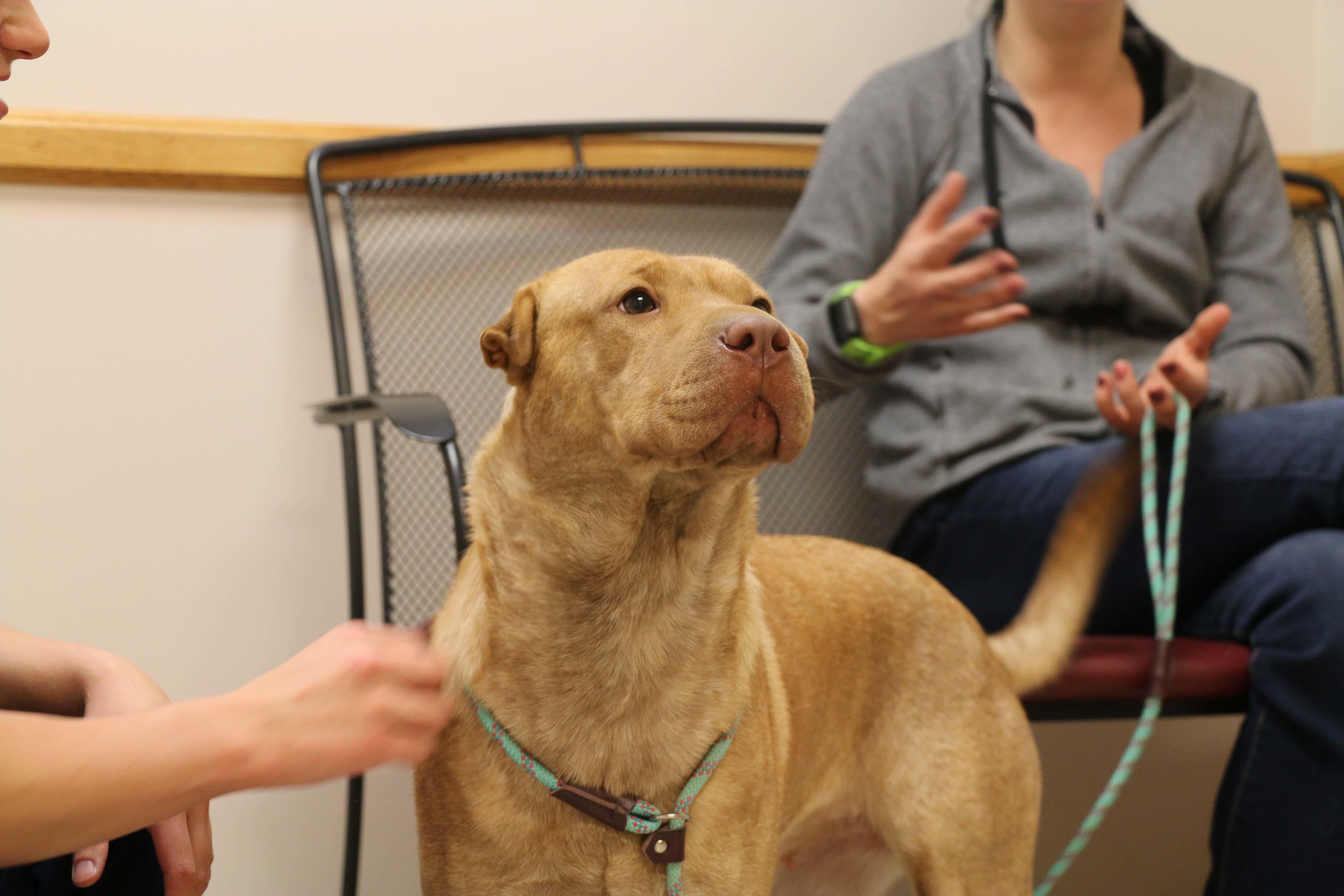 Client education is a staple of the service you will receive at Broadway Veterinary Clinic. If you have any questions about your pet's wellness, don't hesitate to ask!