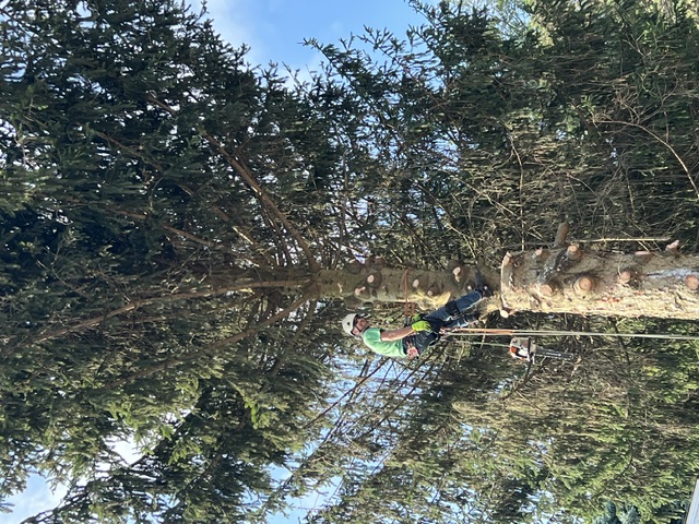 Lucca Landscaping & Construction LLC provides safe and efficient tree removal services to help protect your property and maintain a clean, open landscape. Whether due to damage, disease, or space planning, we handle each removal with precision and care. Our team is committed to completing every job with minimal disruption and maximum safety. You can count on us for professional service that gets the job done right.