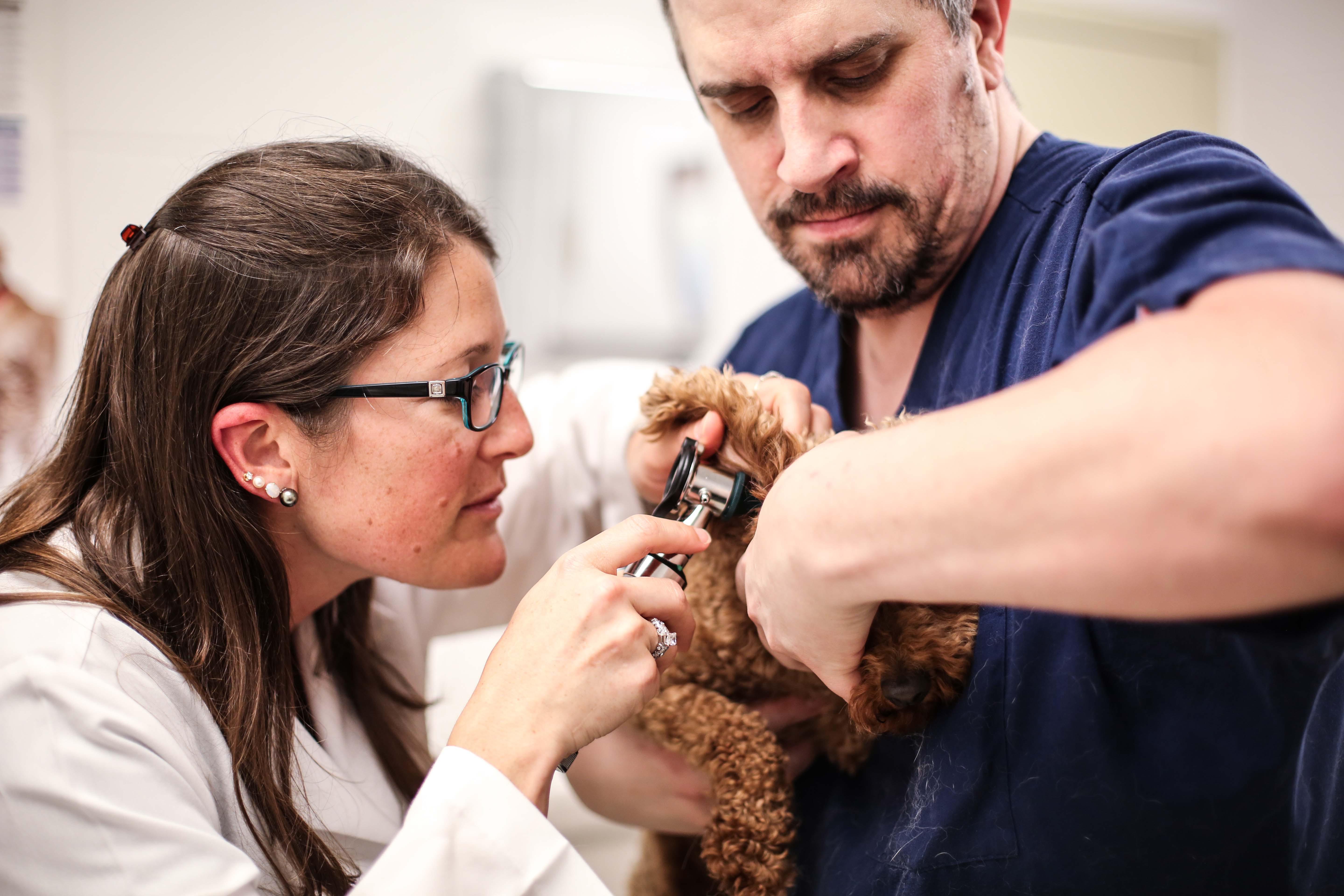 If you notice signs like head shaking, odor, and scratching and rubbing at the ears, your pet may have an ear infection. Call us so we can provide your pet with relief!