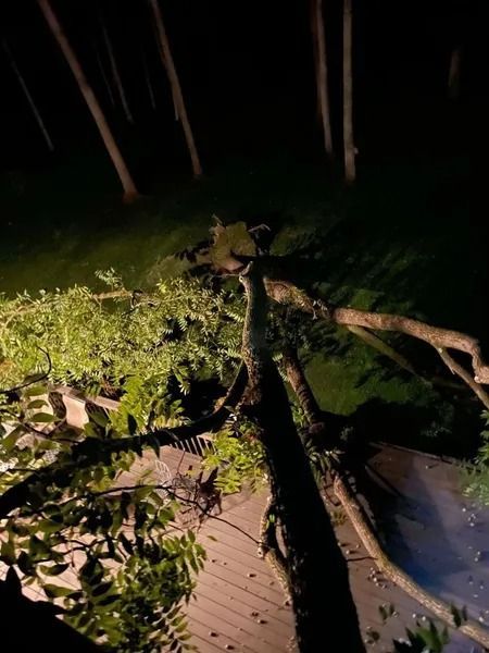 Knock On Wood Tree Service LLC Image