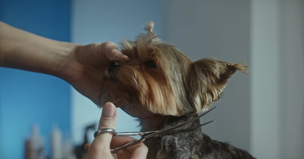 Images Joann's Pet City Grooming