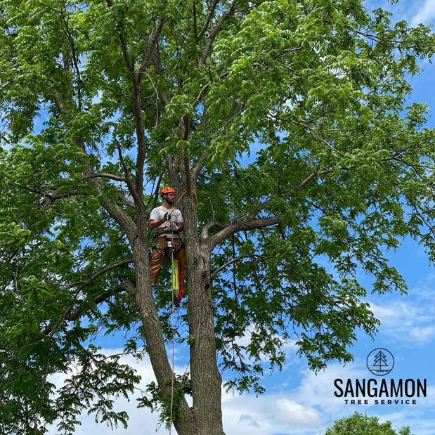Images Sangamon Tree Service