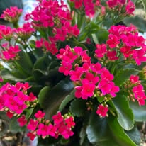 Country Wood Hearts & Lace Image