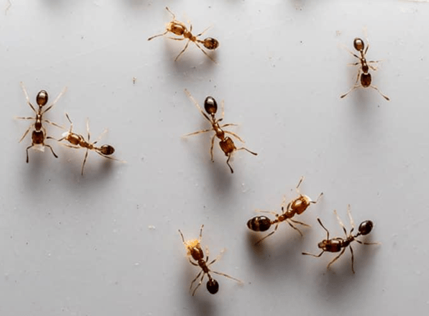 Images First Line Pest Defense