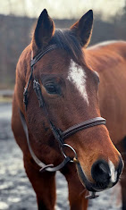 Images Star Ridge Stables