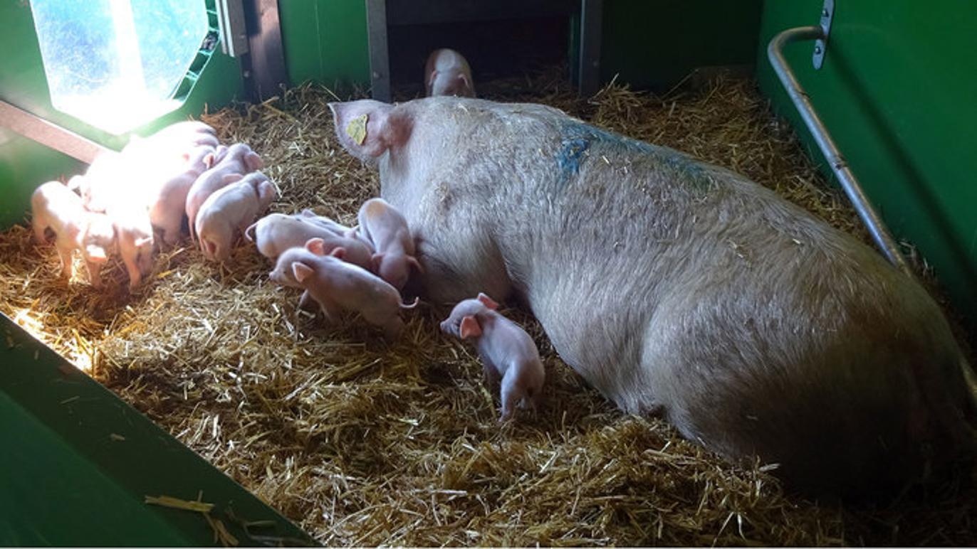 Images Vanggaard Staldmontage ApS