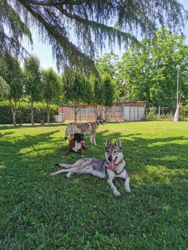 Images Dogland Centro Cinofilo