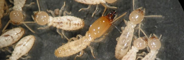 Images Bug State Pest Control