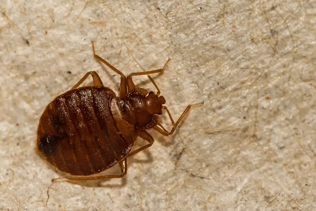 Images Dang Pest Control