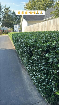 Images MD professional Lawn Mowing