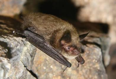 Images Stellar Wildlife Solutions
