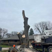 Images Duck's Tree & Stump Service