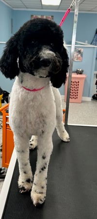 Images Dragonfly Dog Grooming LLC