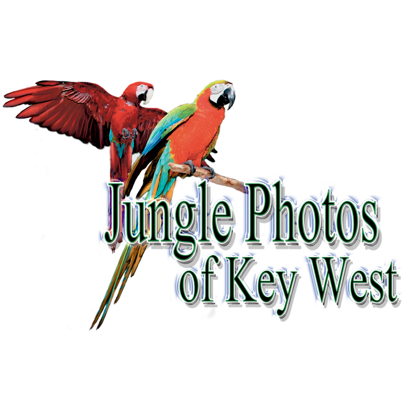 Jungle Photos Of Key West