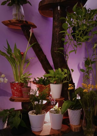Images Dream Spa