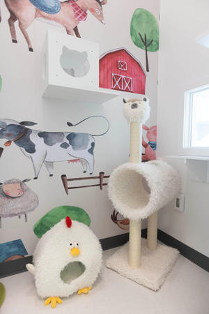 Images Cozy Cat Suites