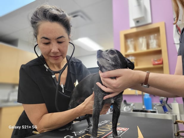 Images EVE Pet Hospital
