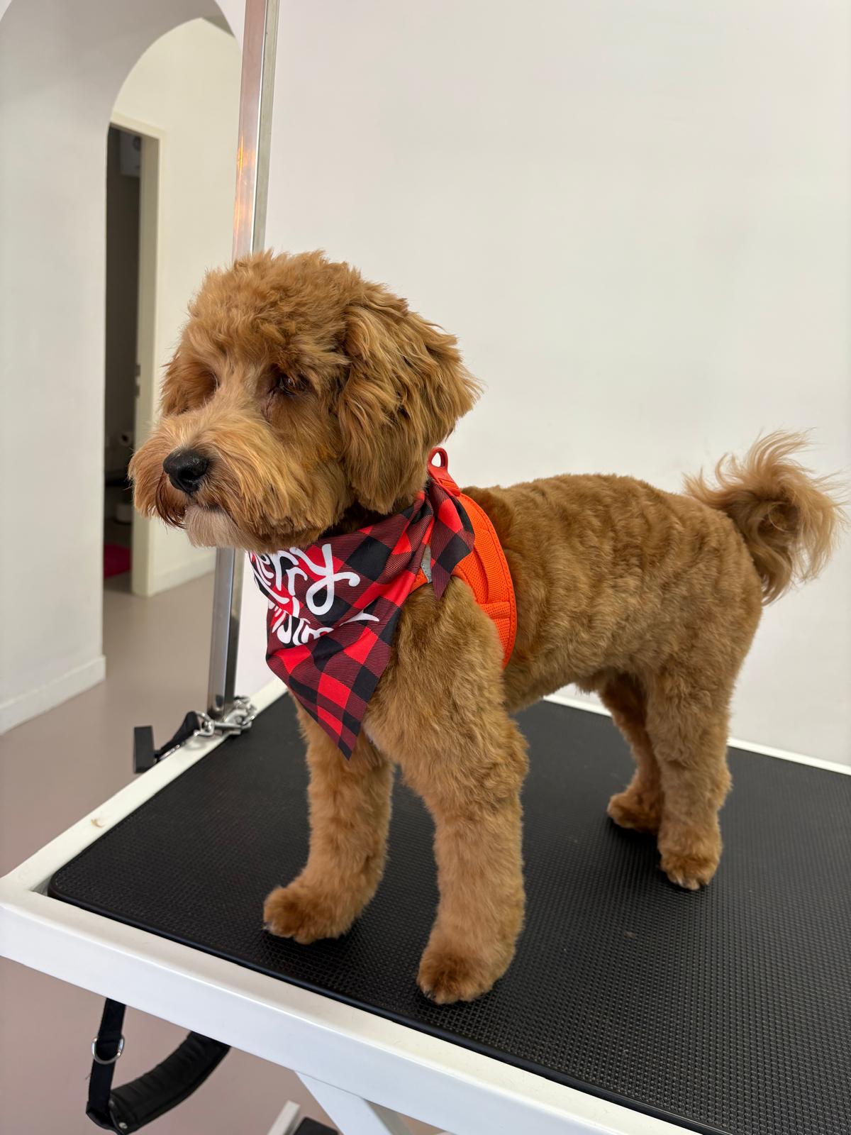 Bild 6 von Beauty-Dogs