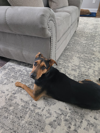 Images Serenity Pet Sitting & Boarding