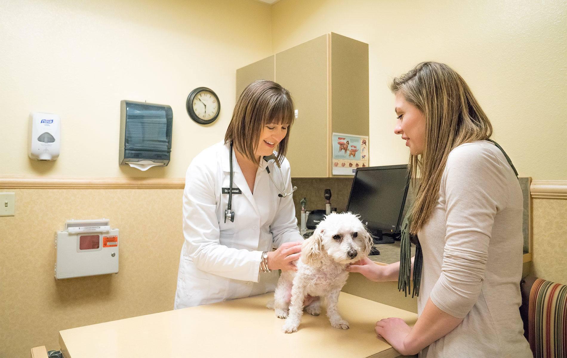 Intradermal (skin) allergy testing identifies which environmental allergens are causing your pet's symptoms. At Haarstad Veterinary Dermatology, Dr. Amy Haarstad provides care, examinations, and solutions to dermatology issues facing your pets today.