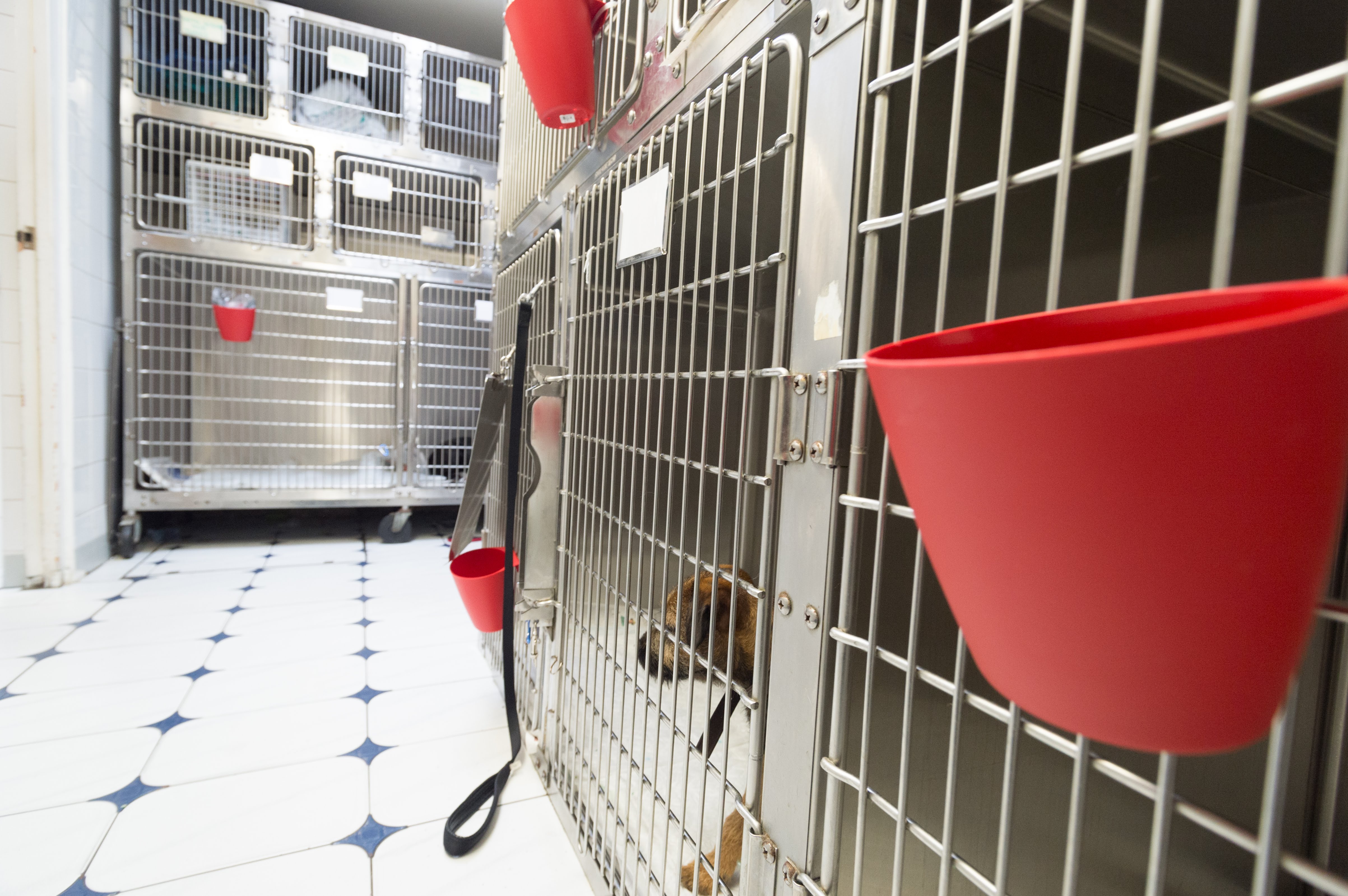 Images Streatham Hill Veterinary Surgery
