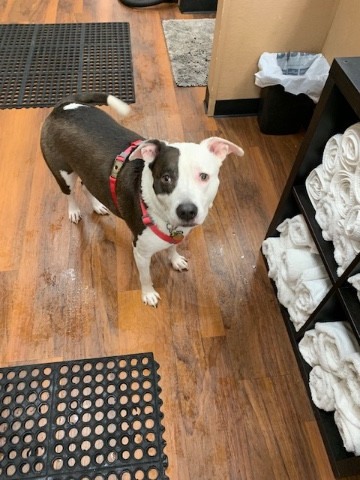 LadyBrooklynCanine LLC