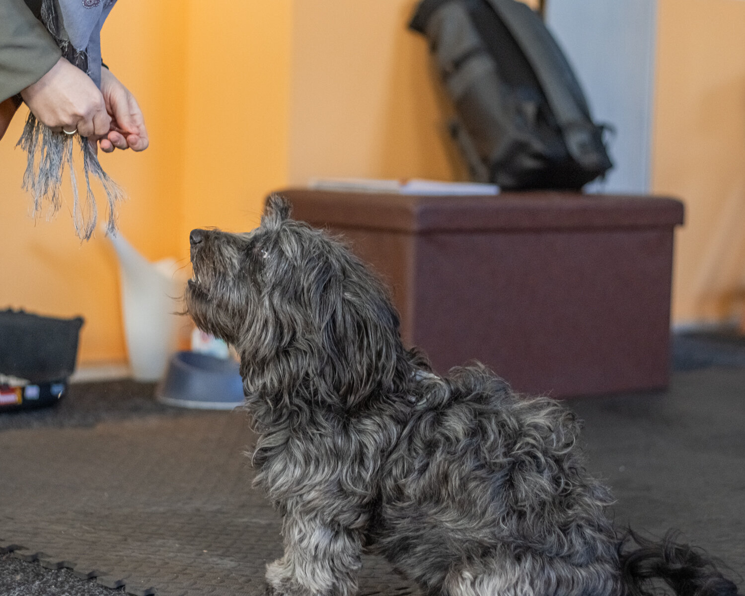 Bilder Hundezentrum Lapki