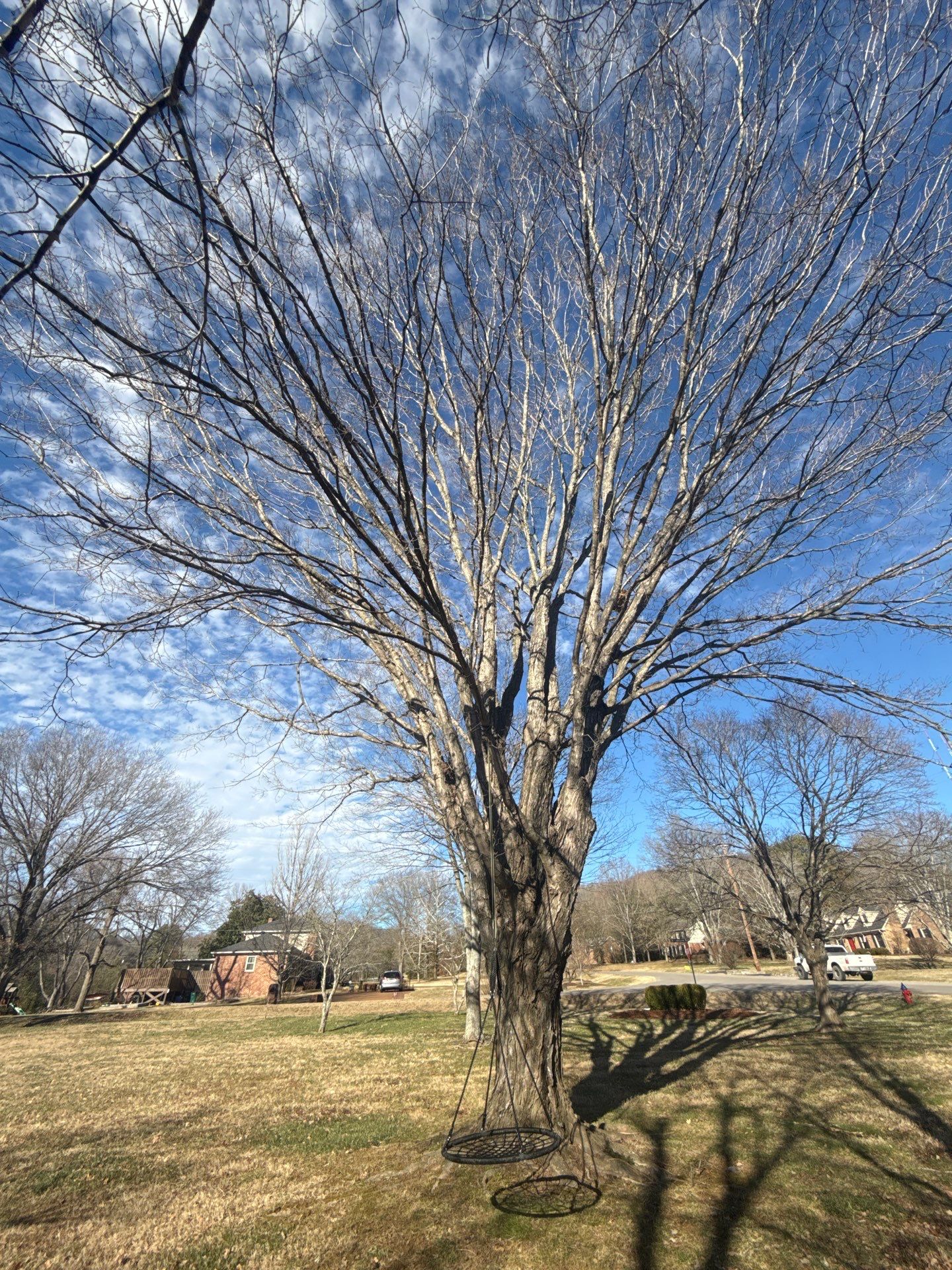 Tree Masters of Tennessee Image