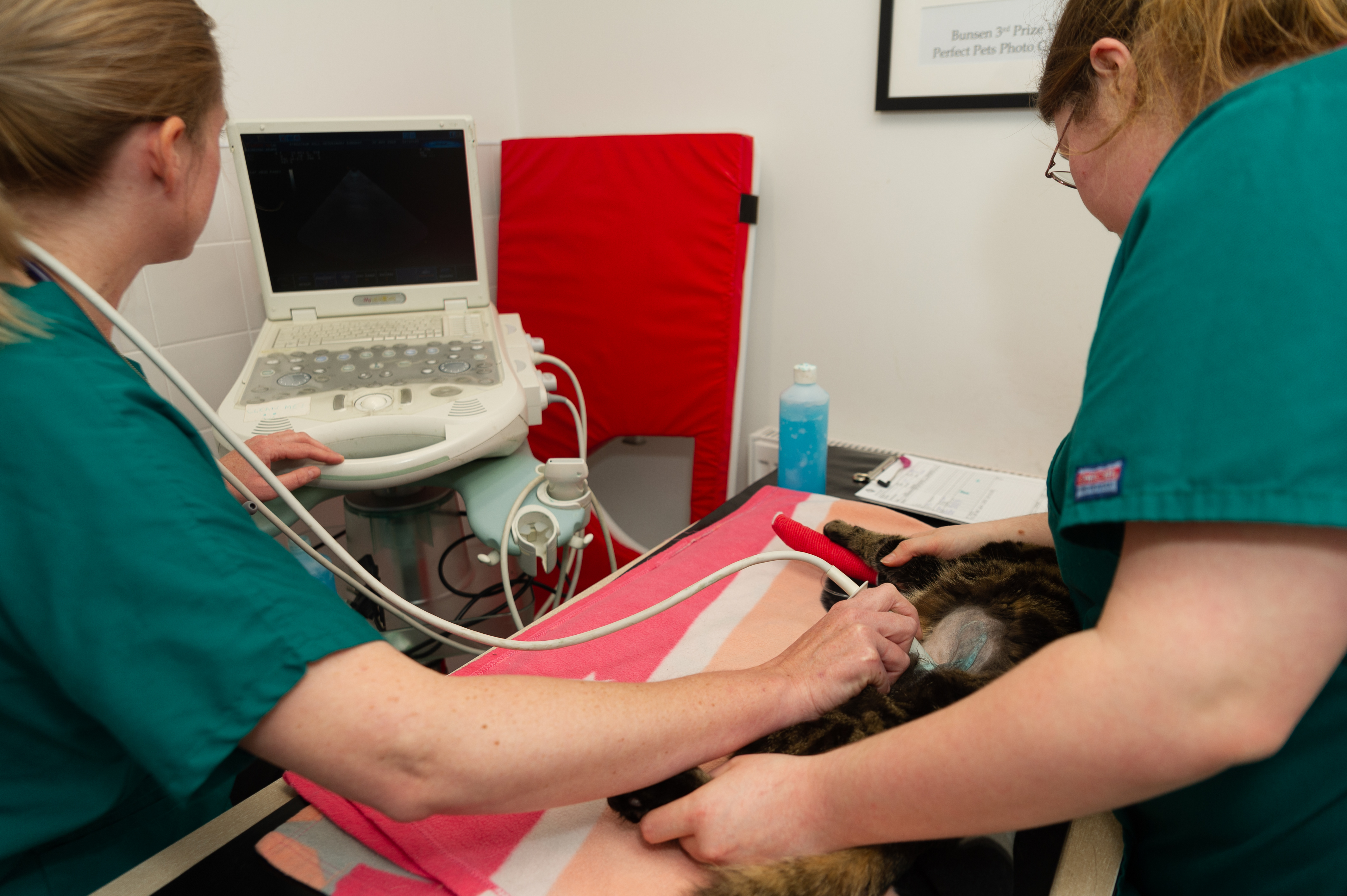 Images Streatham Hill Veterinary Surgery
