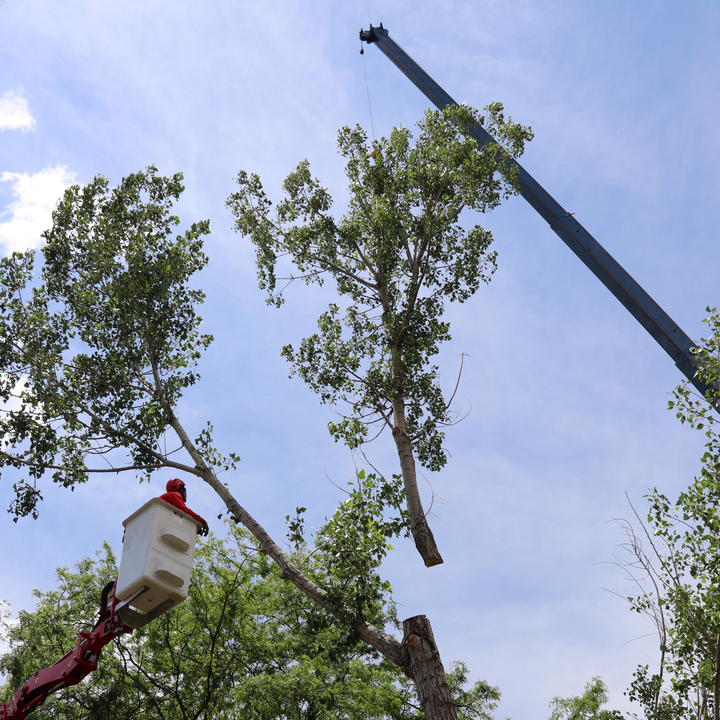 Images Newell Bros tree & landscaping Service