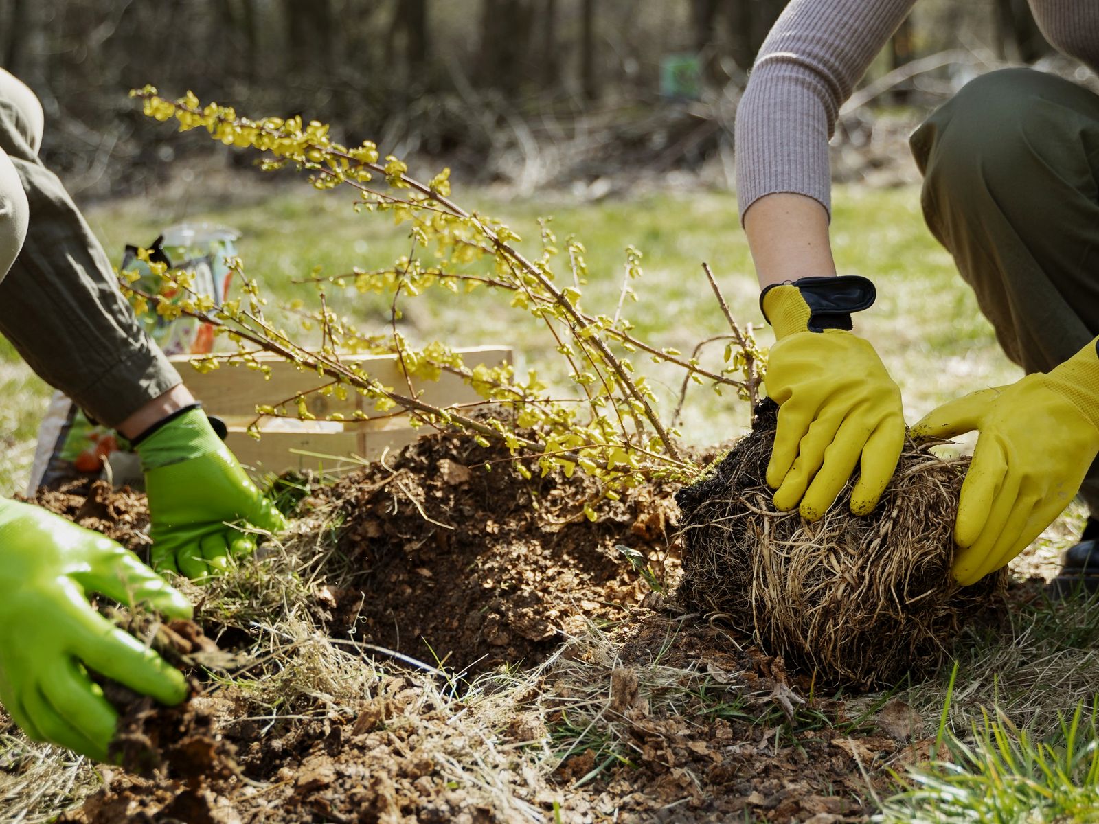 Long Island Best Tree Service