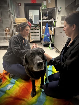 Images Shrewsbury Animal Hospital