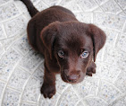 Images Dog Pawpa K9 Connection