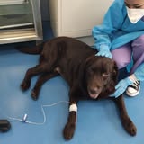 Images Veterinario Oncologo - Tumori Cani e Gatto - Dr. Elias Pirari